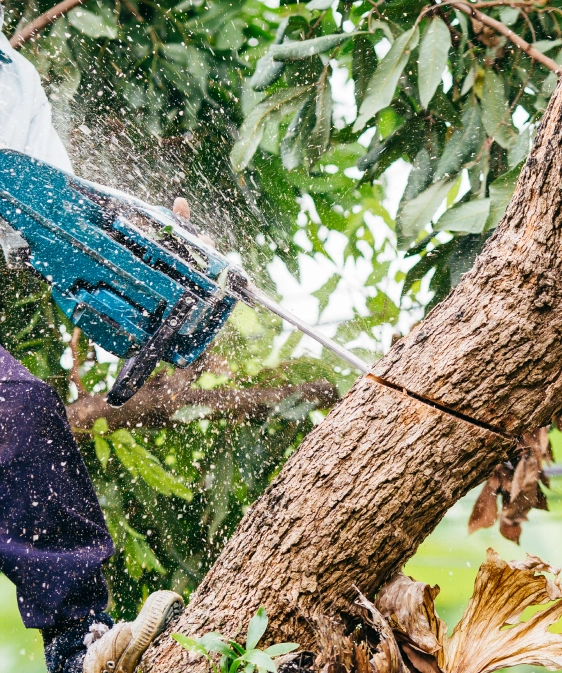 Tree Trimming Slider