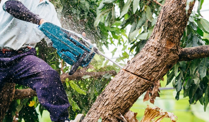 Tree Trimming Tree Trimming